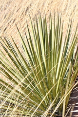 Yucca baccata brevifolia
