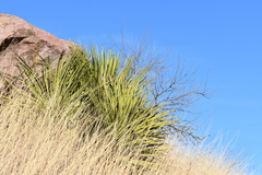 Yucca baccata brevifolia