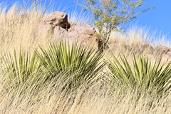 Yucca baccata brevifolia