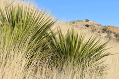 Yucca baccata brevifolia