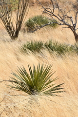 Yucca baccata brevifolia