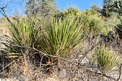 Yucca baccata brevifolia