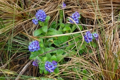 Myosotis capitata