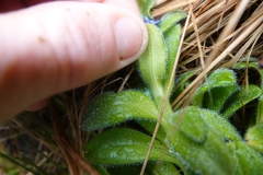 Myosotis capitata