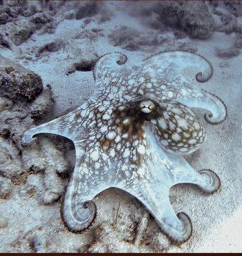 Brazilian Reef Octopus photographed in Florida