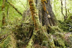 Bondarzewia kirkii
