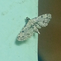 Lepidoptera