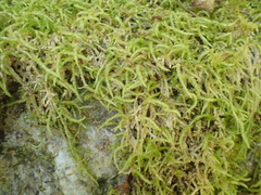 Acrocladium chlamydophyllum