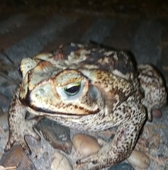 Rhinella diptycha