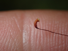 Acrocladium chlamydophyllum