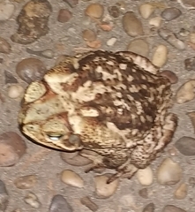 Rhinella diptycha