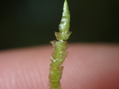 Acrocladium chlamydophyllum