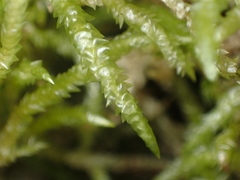 Acrocladium chlamydophyllum