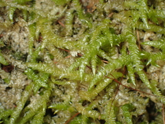 Acrocladium chlamydophyllum