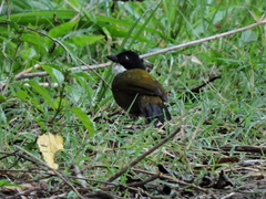Arremon atricapillus