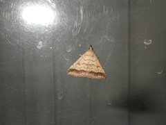 Tetanolita palligera