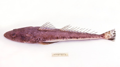 Platycephalus caeruleopunctatus