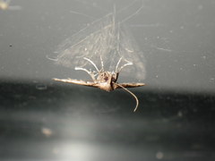 Tetanolita palligera