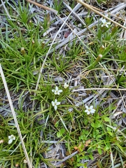 Stylidium subulatum
