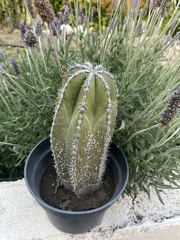 Lophocereus