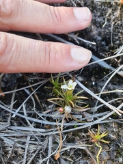 Stylidium subulatum