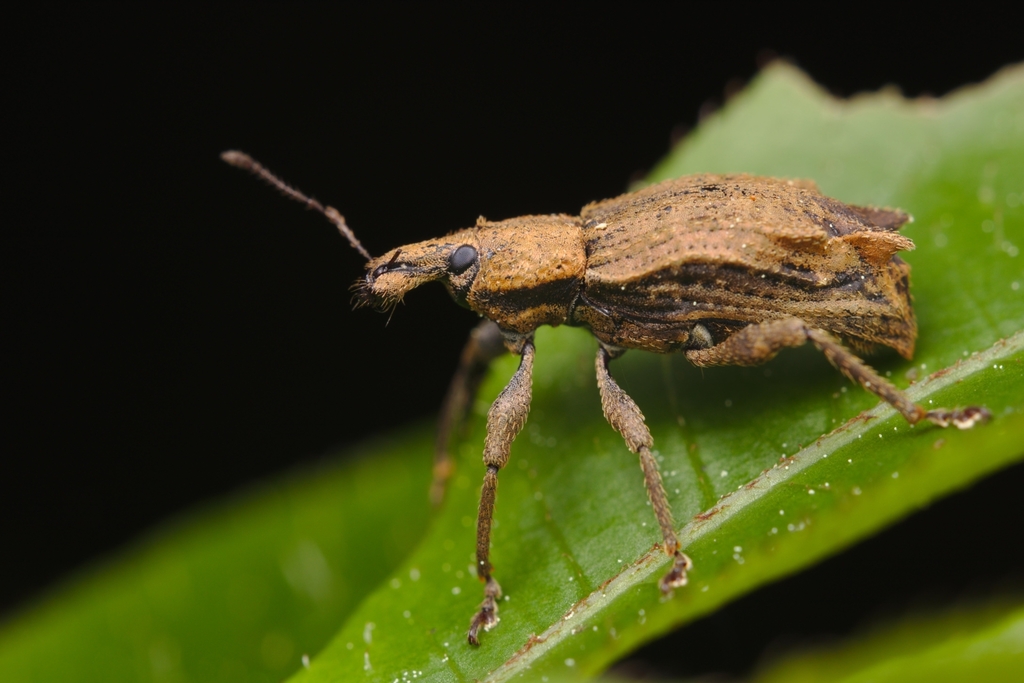 Inophloeus sternalis