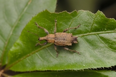 Inophloeus sternalis