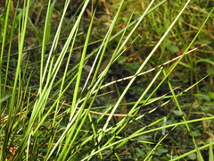 Eleocharis interstincta