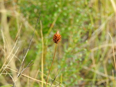 Xyris caroliniana