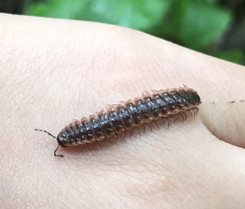 Pseudopolydesmus collinus