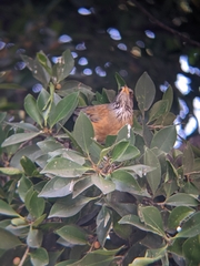Turdus rufopalliatus