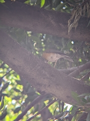 Turdus rufopalliatus