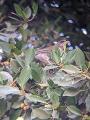 Turdus rufopalliatus