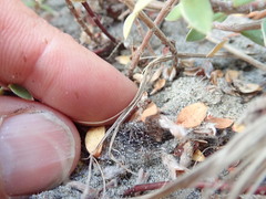 Anoteropsis litoralis