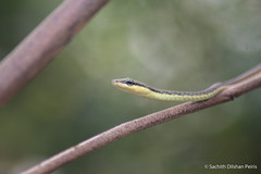 Dendrelaphis wickrorum