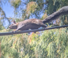 Sciurus aureogaster
