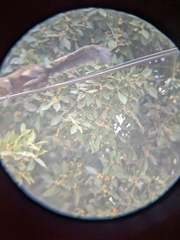 Sciurus aureogaster