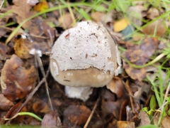 Amanita protecta