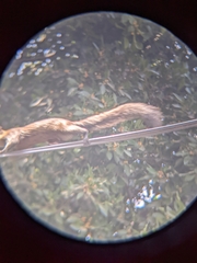 Sciurus aureogaster