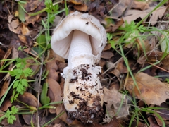 Amanita protecta
