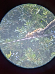 Sciurus aureogaster