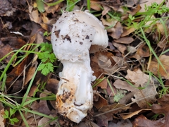 Amanita protecta