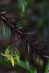 Solanum atropurpureum