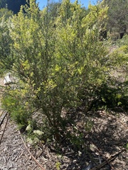 Acacia continua