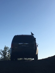 Dendragapus obscurus