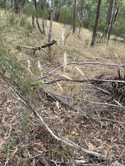 Rytidosperma bipartitum