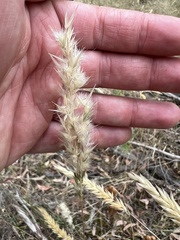 Rytidosperma bipartitum
