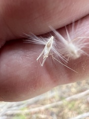 Rytidosperma bipartitum