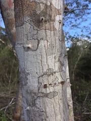 Havardia albicans