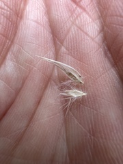Rytidosperma bipartitum